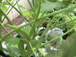 Okras - 2010-08-03