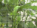 Okras - 2010-08-21