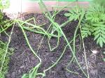 Red Onions - 2010-06-04