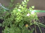 Flat Italian Parsley - 2010-06-04