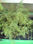 Flat Italian Parsley - 2010-06-30