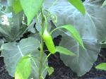 Banana Peppers - 2010-06-15