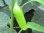 Banana Peppers - 2010-06-15
