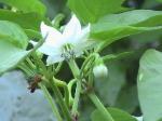 Banana Peppers - 2010-06-15
