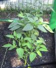 Banana Peppers - 2010-06-30
