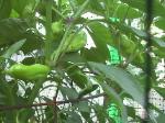 Banana Peppers - 2010-08-11
