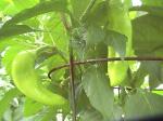 Banana Peppers - 2010-08-21