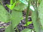 Cayenne Pepper - 2010-07-09
