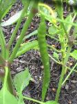 Cayenne Pepper - 2010-07-09