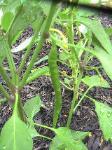 Cayenne Pepper - 2010-07-09