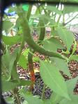 Cayenne Pepper - 2010-08-03