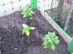 Hot Habanero Peppers - 2010-06-04