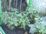 Hot Habanero Peppers - 2010-06-30