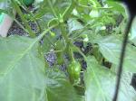 Hot Habanero Peppers - 2010-06-30