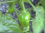 Hot Habanero Peppers - 2010-06-30