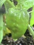 Hot Habanero Peppers - 2010-07-09