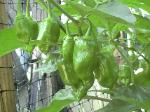 Hot Habanero Peppers - 2010-08-11
