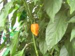Hot Habanero Peppers - 2010-08-21
