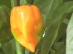 Hot Habanero Peppers - 2010-08-21