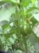 Sweet Pepper - 2010-08-03