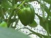 Sweet Pepper - 2010-08-11