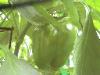 Sweet Pepper - 2010-08-21