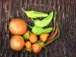 Garden-Produce-2010-08-26
