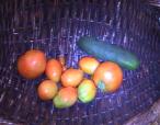Garden-Produce-2010-09-01