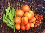 Garden-Produce-2010-09-16