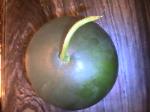 Garden-Produce-2010-09-23