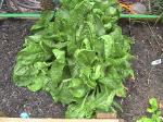 Radicchio - 2010-07-09