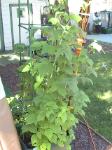 Raspberries - 2010-06-30