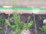 Rosemary - 2010-06-04