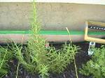 Rosemary - 2010-06-15