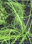 Scallions - 2010-06-15