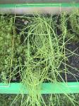 Scallions - 2010-06-30