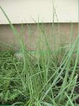 Scallions - 2010-08-03