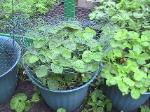 Strawberries - 2010-06-04