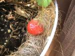 Strawberries - 2010-06-15