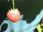 Strawberries - 2010-06-15