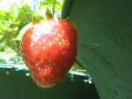 Strawberries - 2010-06-15