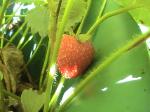 Strawberries - 2010-06-15