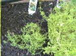 English Thyme - 2010-06-30