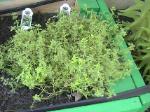 Lemon Thyme - 2010-06-30