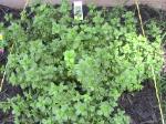 Oregano Thyme - 2010-06-04