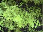 Oregano Thyme - 2010-06-30