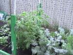 Beefsteak Tomatoes - 2010-06-04