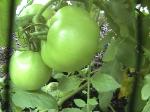 Beefsteak Tomatoes - 2010-08-21