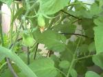 Grape Tomatoes - 2010-08-03