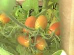 Grape Tomatoes - 2010-08-03